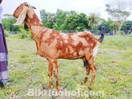 তোতাপুরী ক্রস গাভিন ছাগল